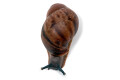 Archachatina marginata egregia Cameroon typ 2e juvenil